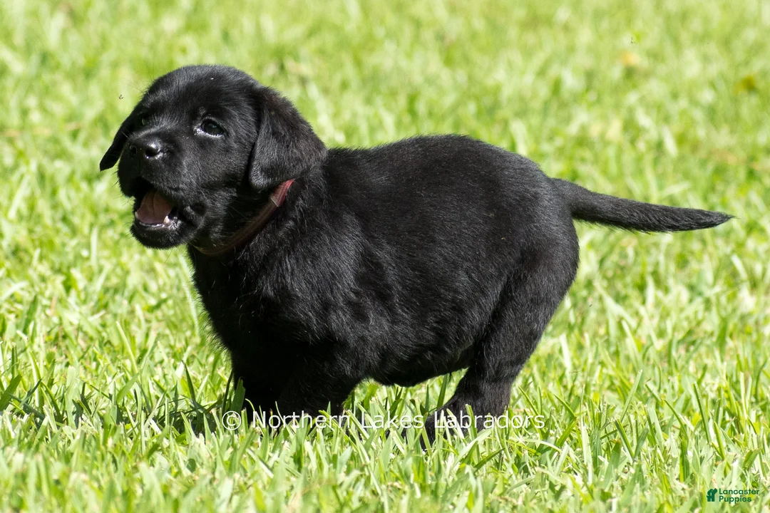 Labrador Retriever dogs for sale: Ethan - Ad 2