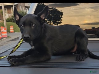 Belgian Malinois dogs Amber - Ad 40