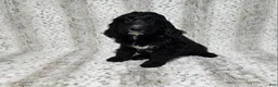 Goldendoodle dogs for sale: F1 StringBean - Ad 2