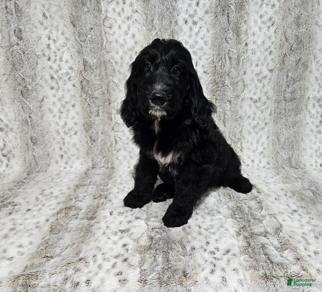 Goldendoodle dogs for sale: F1 StringBean - Ad 2