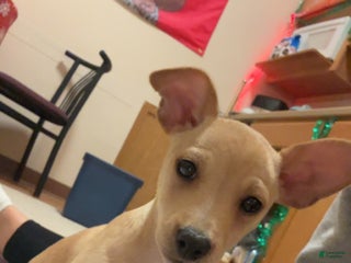 Mixed Breed dogs Cooper - Ad 9