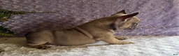 French Bulldog dogs for sale: Smokey - Ad 6