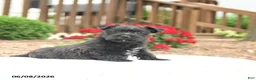 Mixed Breed dogs for sale: Shamrock - Ad 3
