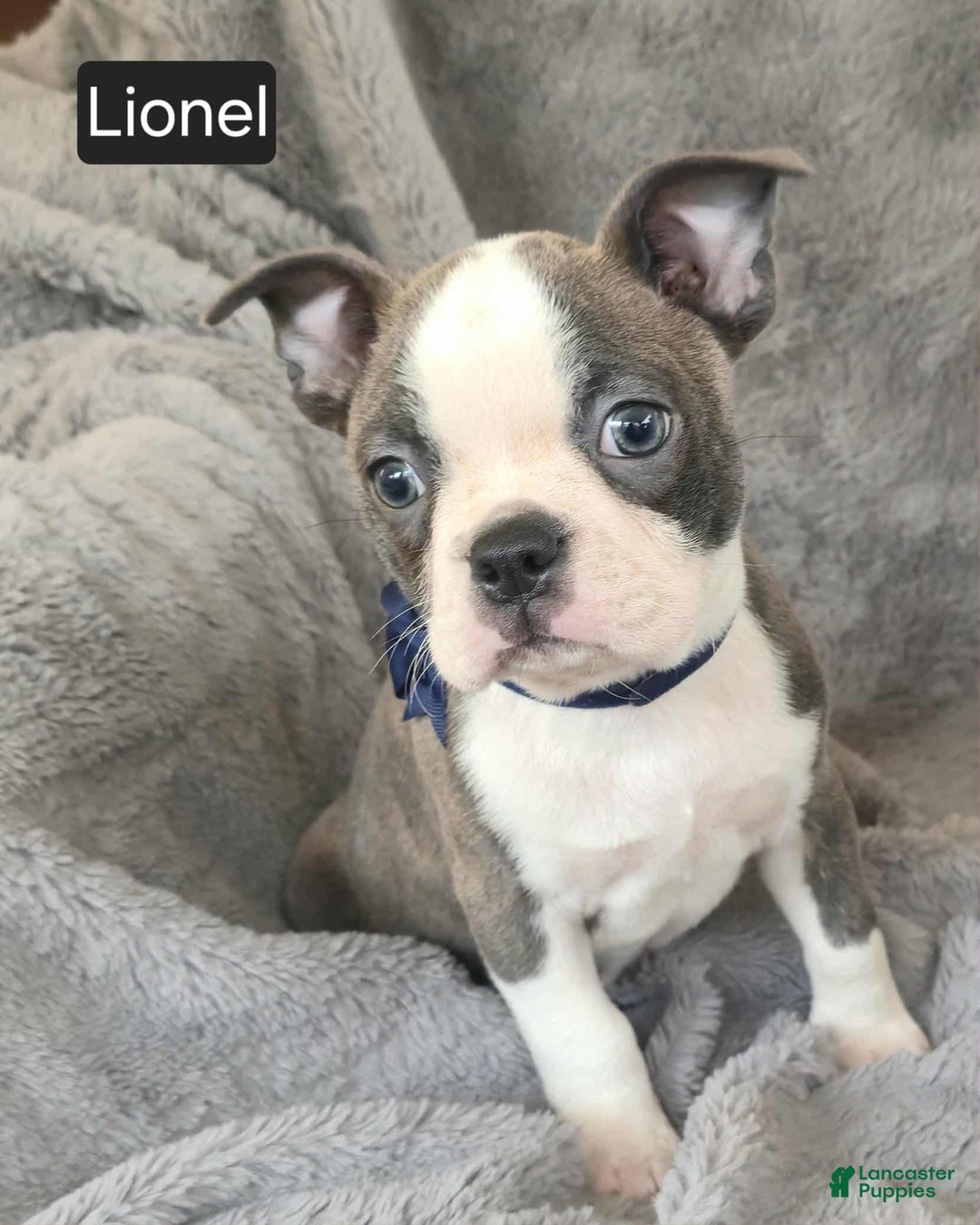 Boston Terrier dogs for sale: Lionel - Ad 9