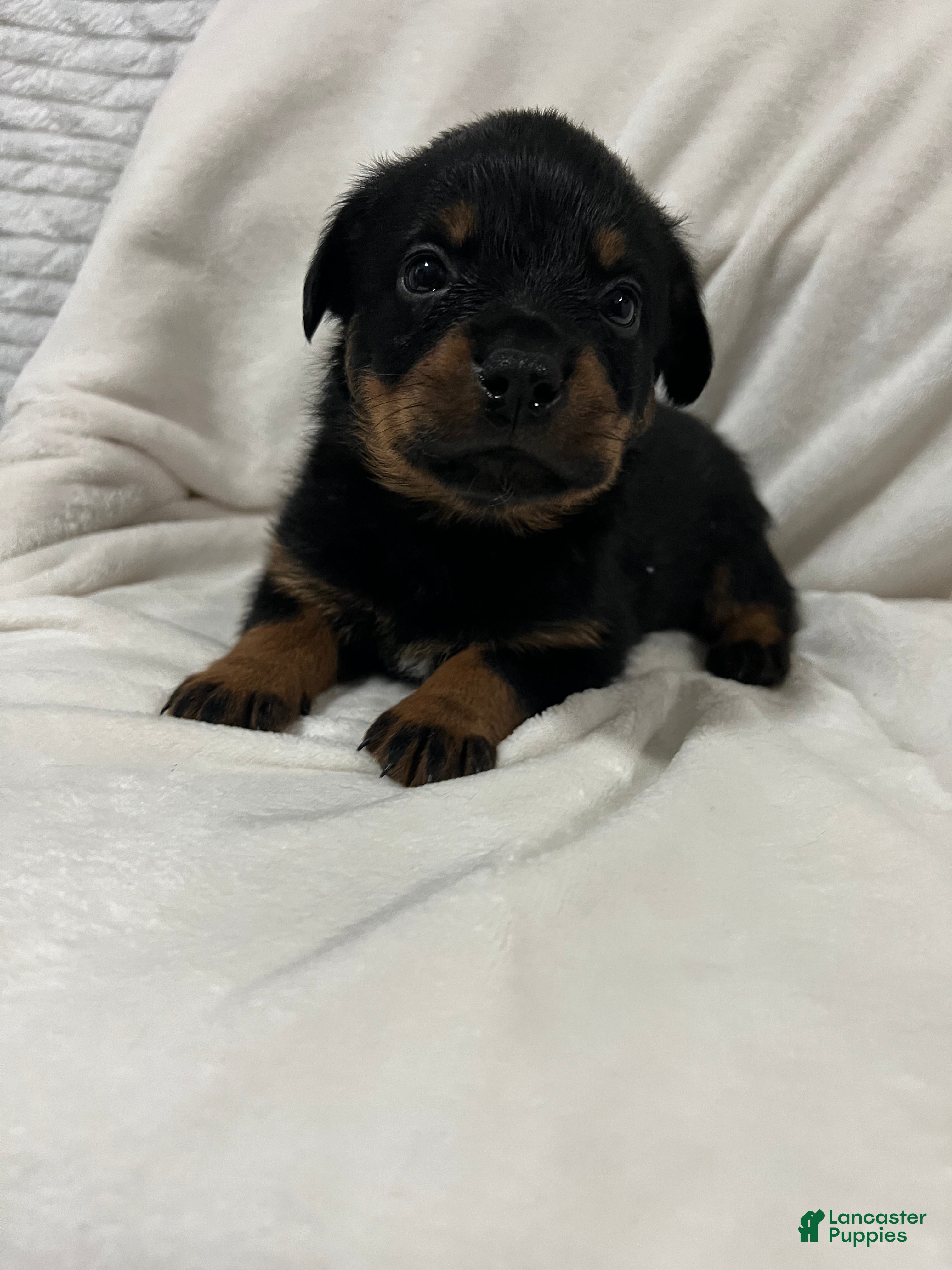 Rottweiler dogs tiny  - Ad 25
