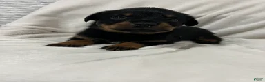tiny 