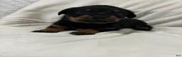 Rottweiler dogs for sale: tiny  - Ad 1