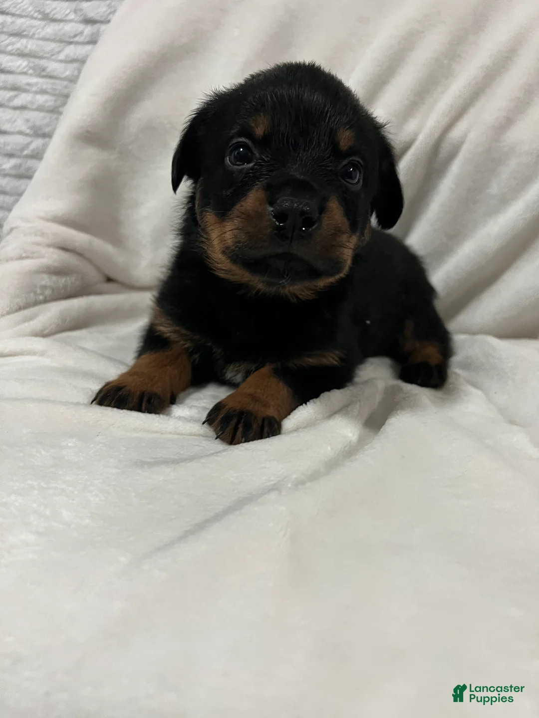 Rottweiler dogs for sale: tiny  - Ad 1