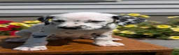 Dalmatian dogs for sale: Chloe - Ad 4