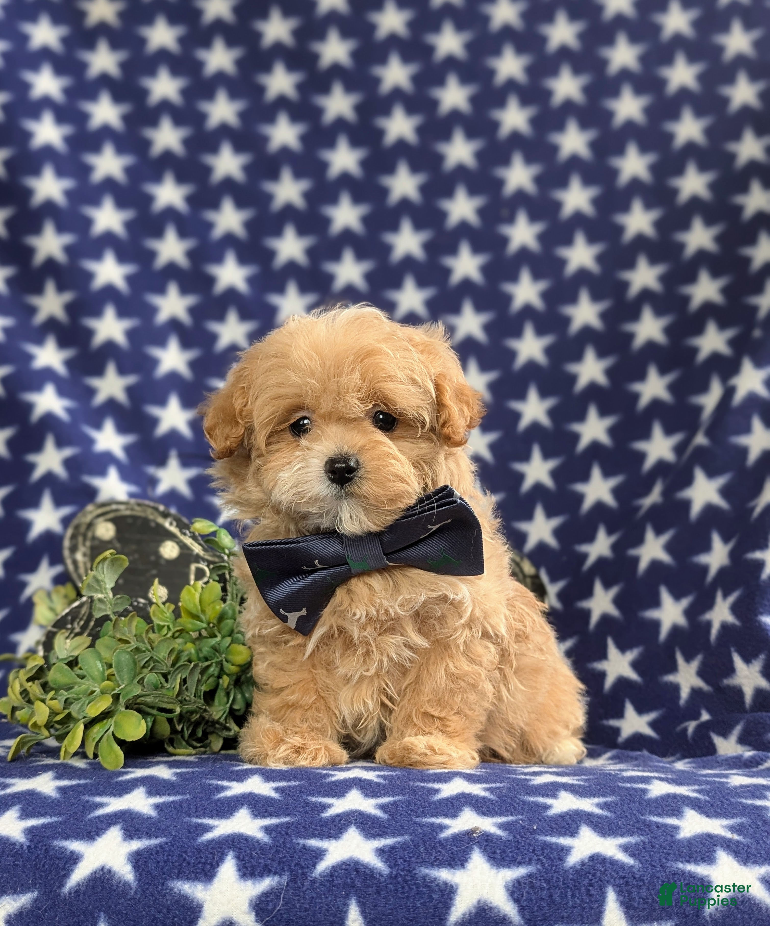 Maltipoo dogs Fleming 5 lbs Full Grown - Ad 2