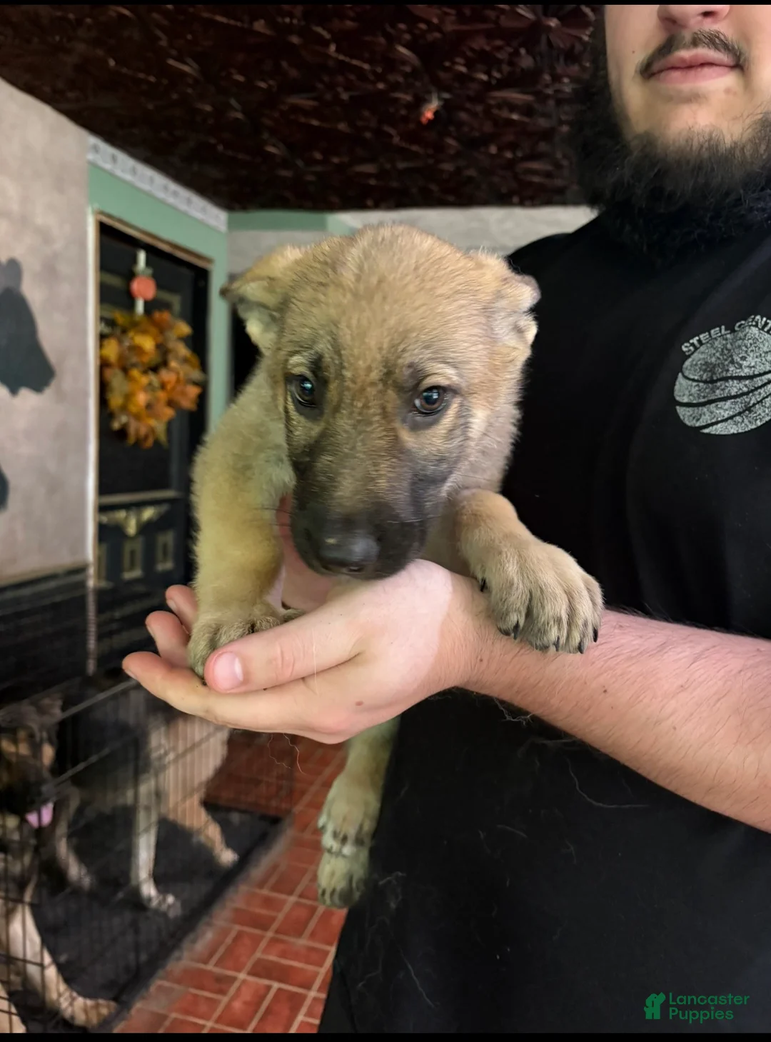 German Shepherd dogs for sale: German Shepherd 5 - Ad 2