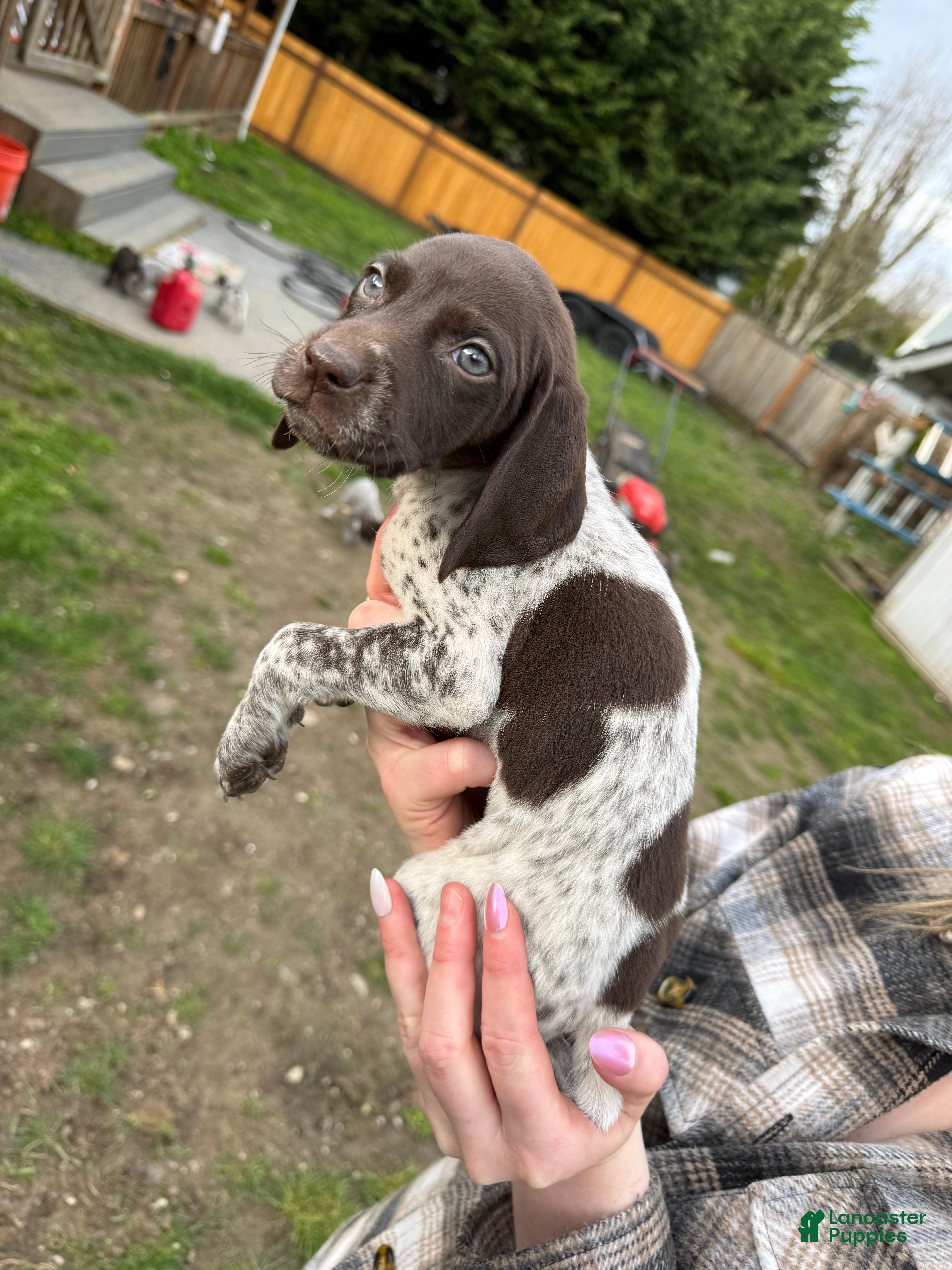 German Shorthaired Pointer dogs German Shorthaired Pointer Puppy 5 - Ad 27