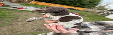 German Shorthaired Pointer Puppy 5