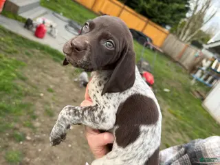 German Shorthaired Pointer dogs German Shorthaired Pointer Puppy 5 - Ad 27