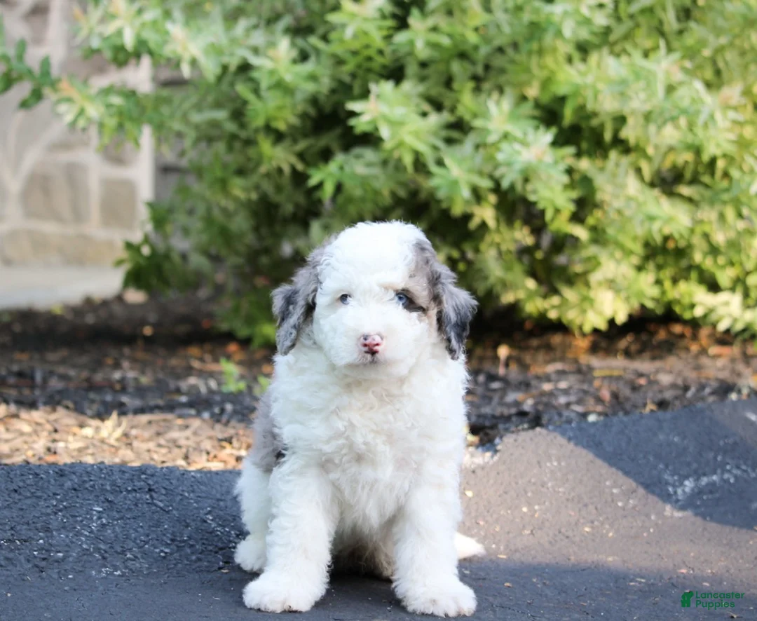 Mini Bernedoodle dogs for sale: Mini Bernedoodle Puppy 2 - Ad 1