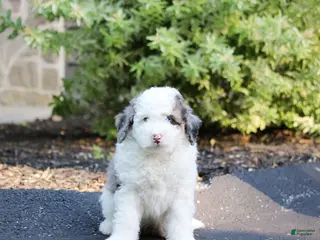 Mini Bernedoodle dogs for sale: Mini Bernedoodle Puppy 2 - Ad 1