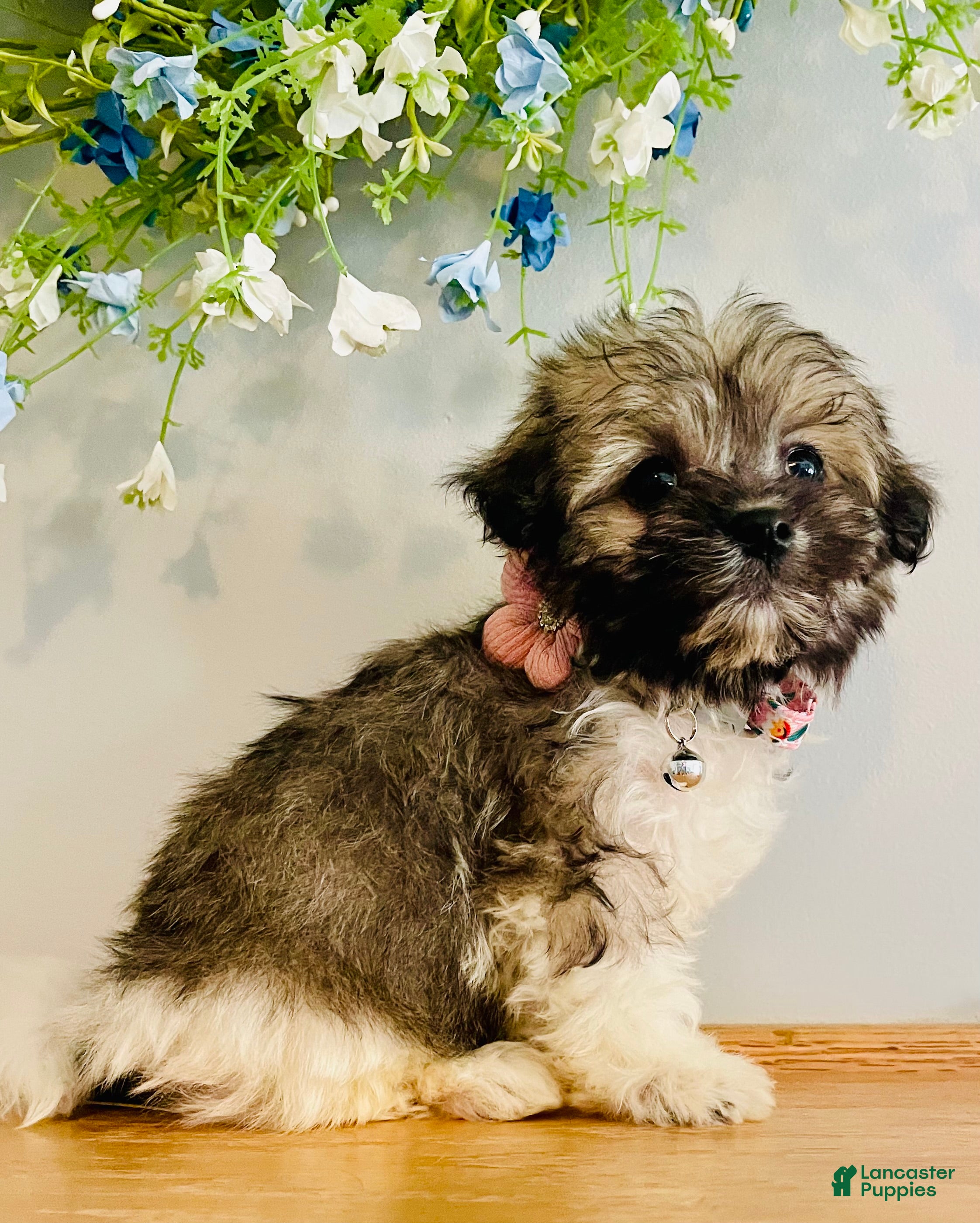 Havanese dogs Toy sized Luna - Ad 1