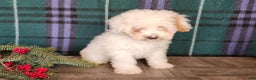 Mini Bernedoodle dogs for sale: Rudolph - Ad 8