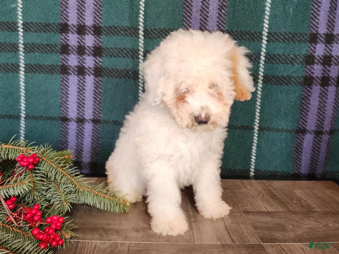 Mini Bernedoodle dogs for sale: Rudolph - Ad 8