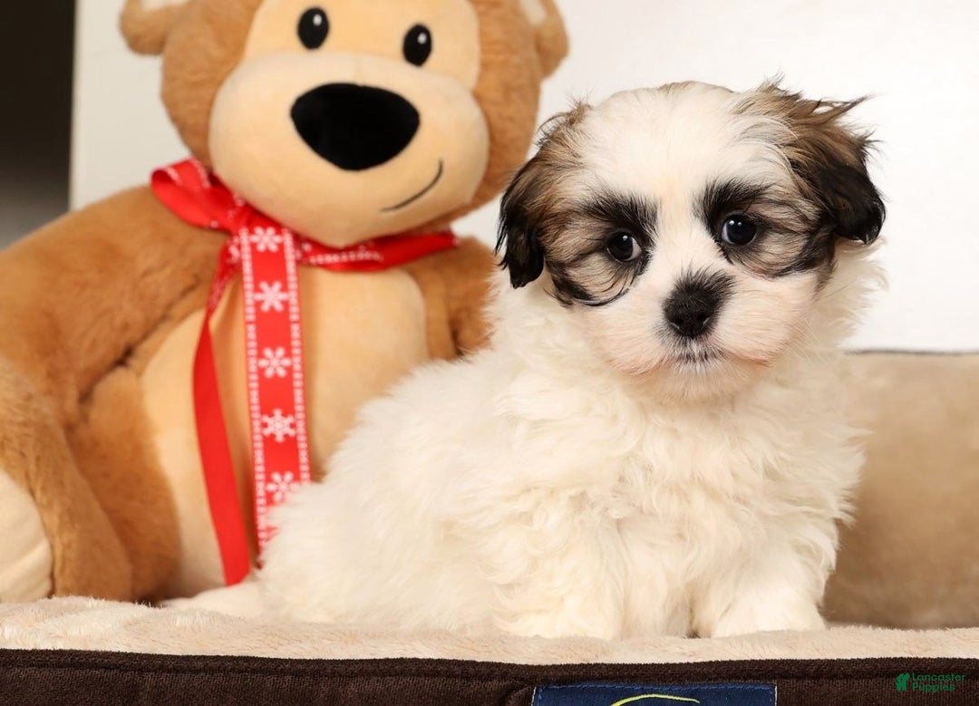 Malshi dogs for sale: Timmy - Ad 4