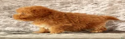 Havapoo dogs for sale: Keith - Ad 9