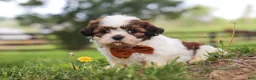 Shih Tzu dogs for sale: Oliver - Ad 7