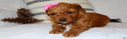Miniature Poodle dogs for sale: Mahayla - Ad 4