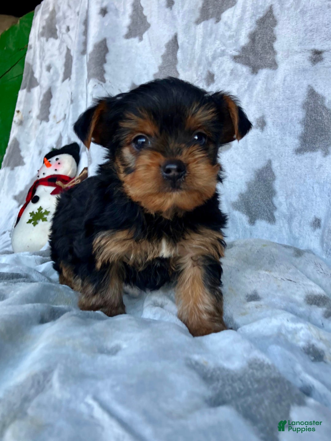Yorkshire Terrier dogs for sale: Sparky - Ad 2