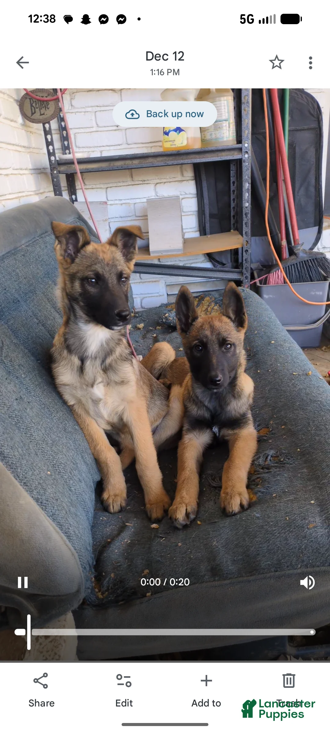 Mixed Breed dogs for sale: Backpack - Ad 2