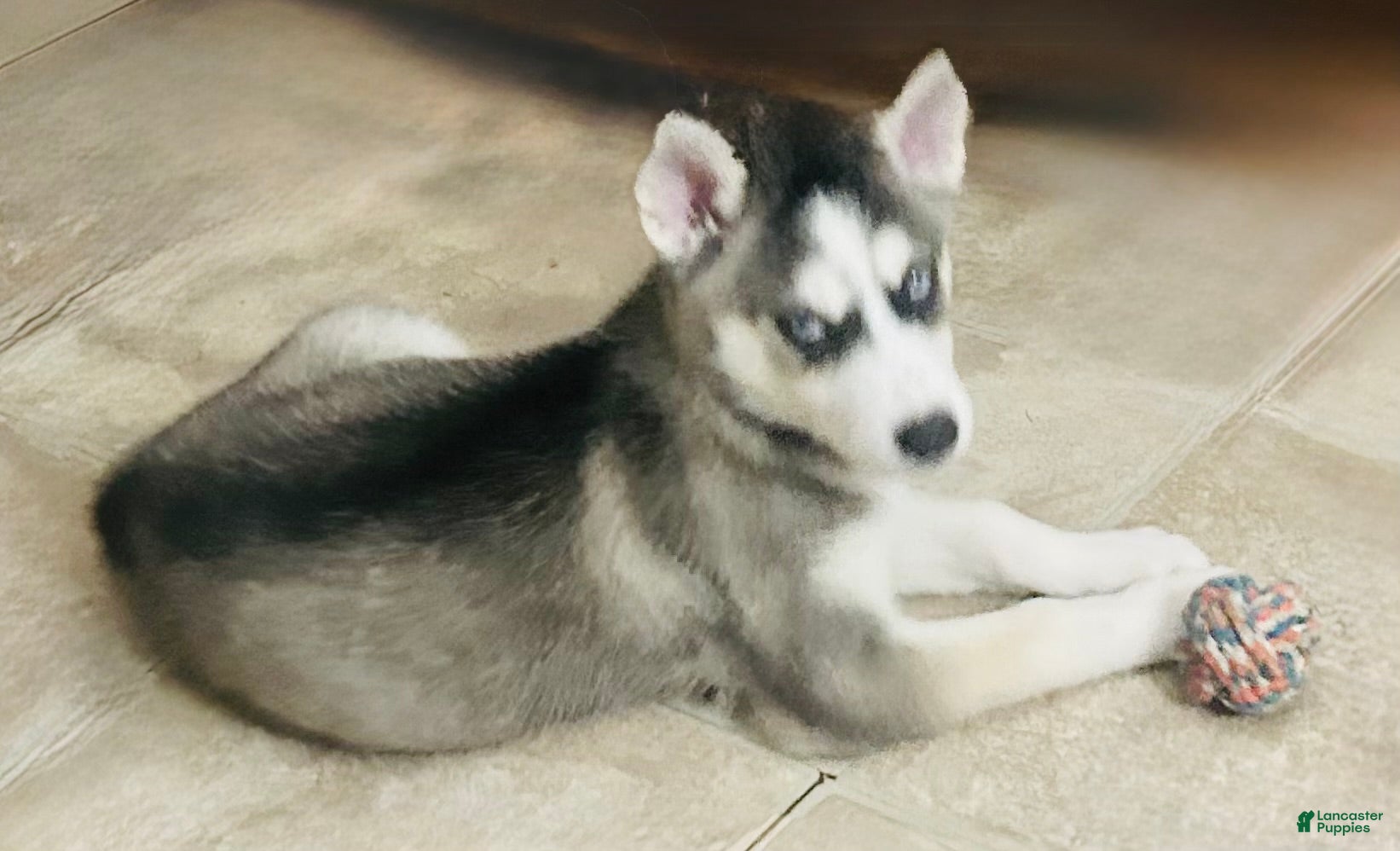 Siberian Husky dogs Siberian Husky 5 Oakley - Ad 3