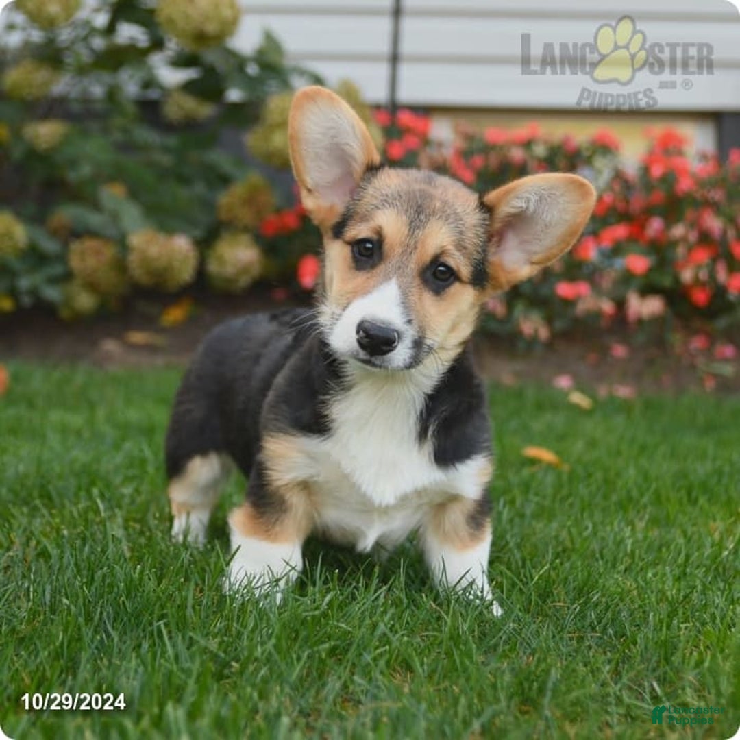 Gallery Image {{count}}