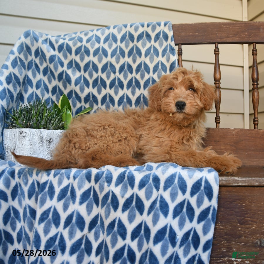Mini Goldendoodle dogs Flora   - Ad 1