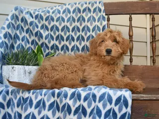 Mini Goldendoodle dogs for sale: Flora - Ad 4
