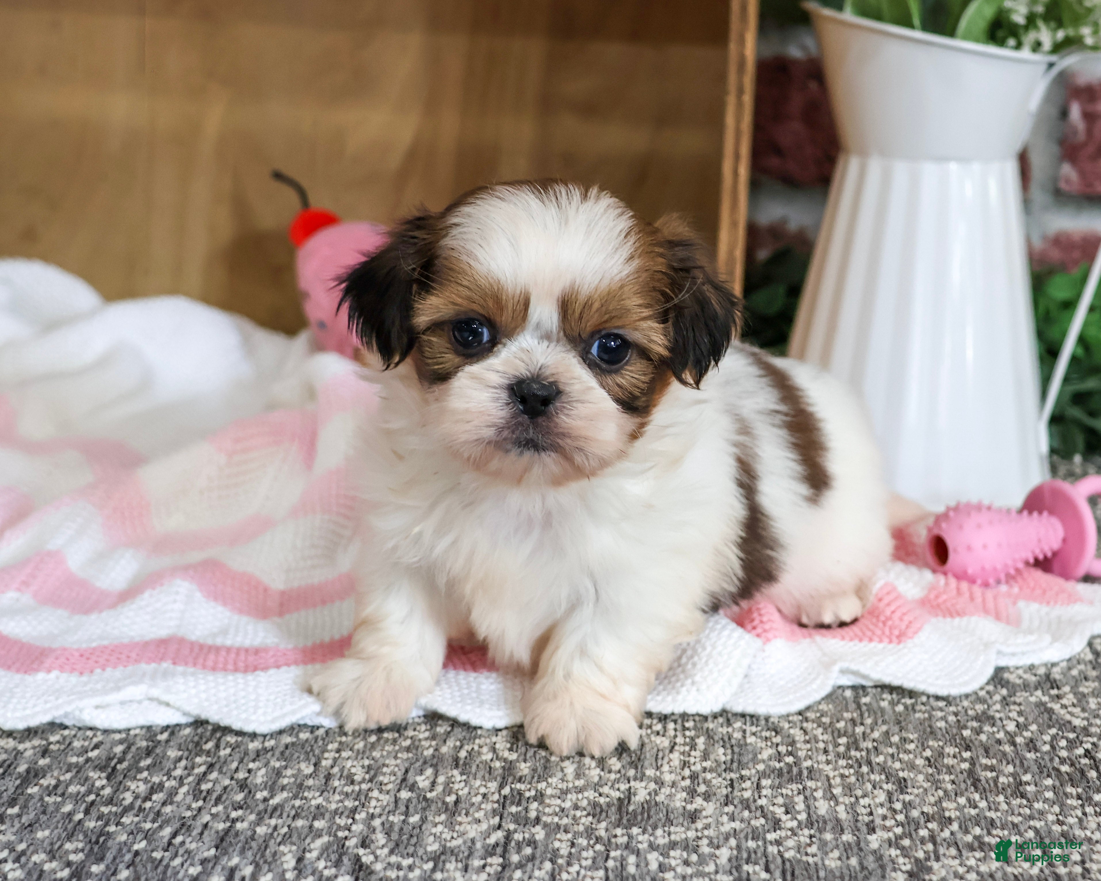 Shih Tzu dogs Jackie - Ad 5