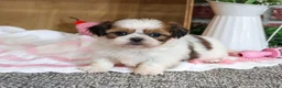 Shih Tzu dogs for sale: Jackie - Ad 1