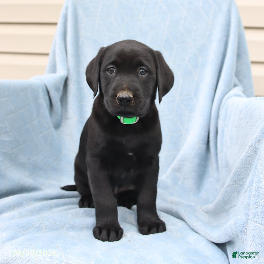 Labrador Retriever dogs for sale: Peggy - Ad 2