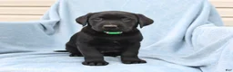 Labrador Retriever dogs for sale: Peggy - Ad 1