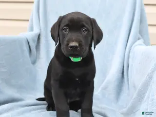 Labrador Retriever dogs for sale: Peggy - Ad 2