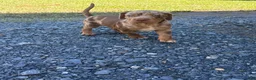 Catahoula Leopard Dog dogs for sale: Wesson aka Theo - Ad 1