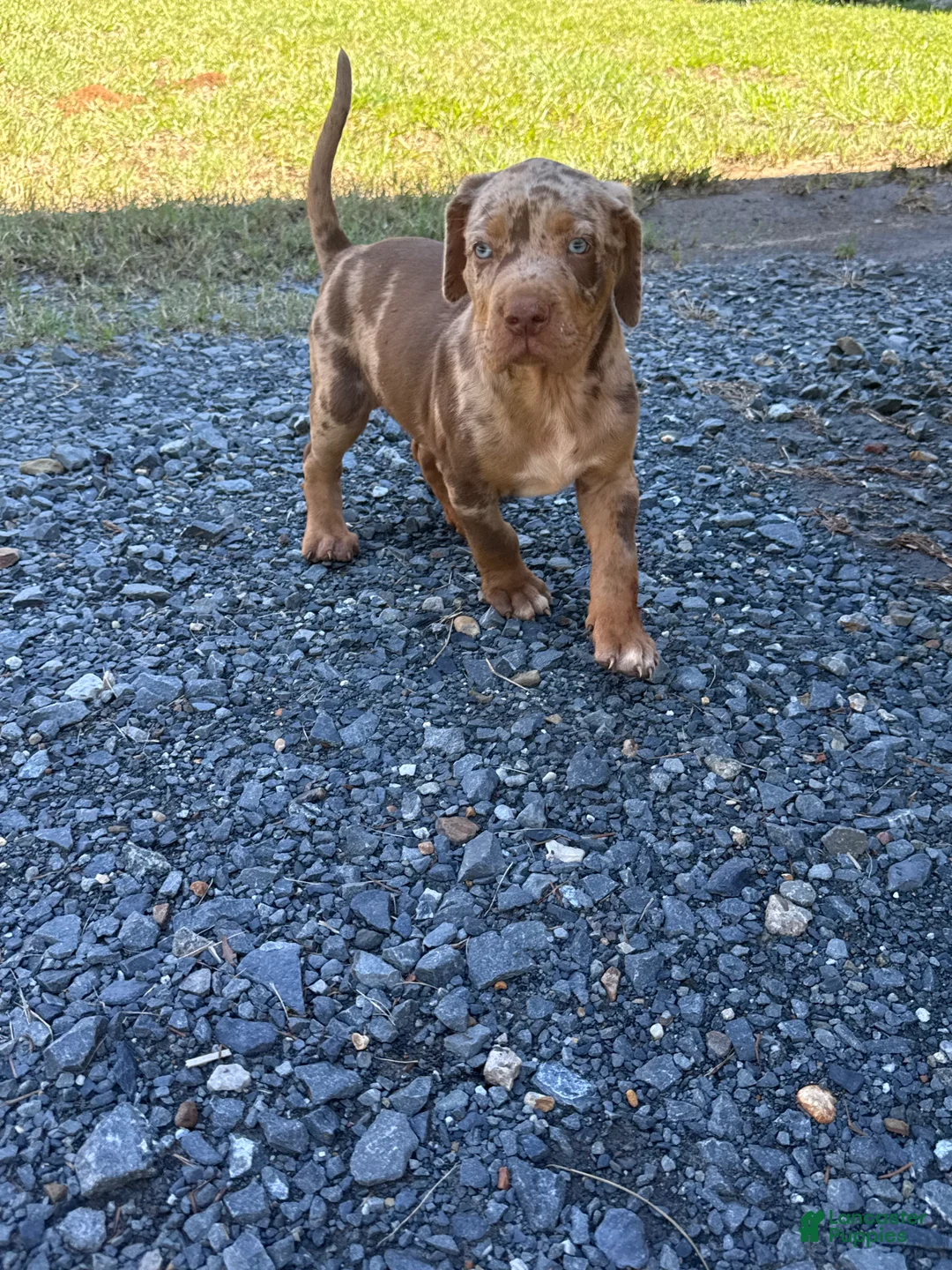 Catahoula Leopard Dog dogs for sale: Wesson aka Theo - Ad 1