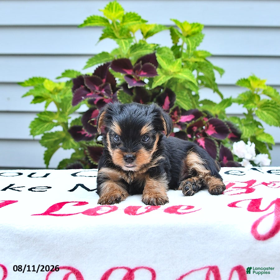Yorkshire Terrier dogs Charlie - Ad 2