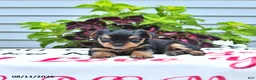 Yorkshire Terrier dogs for sale: Charlie - Ad 2