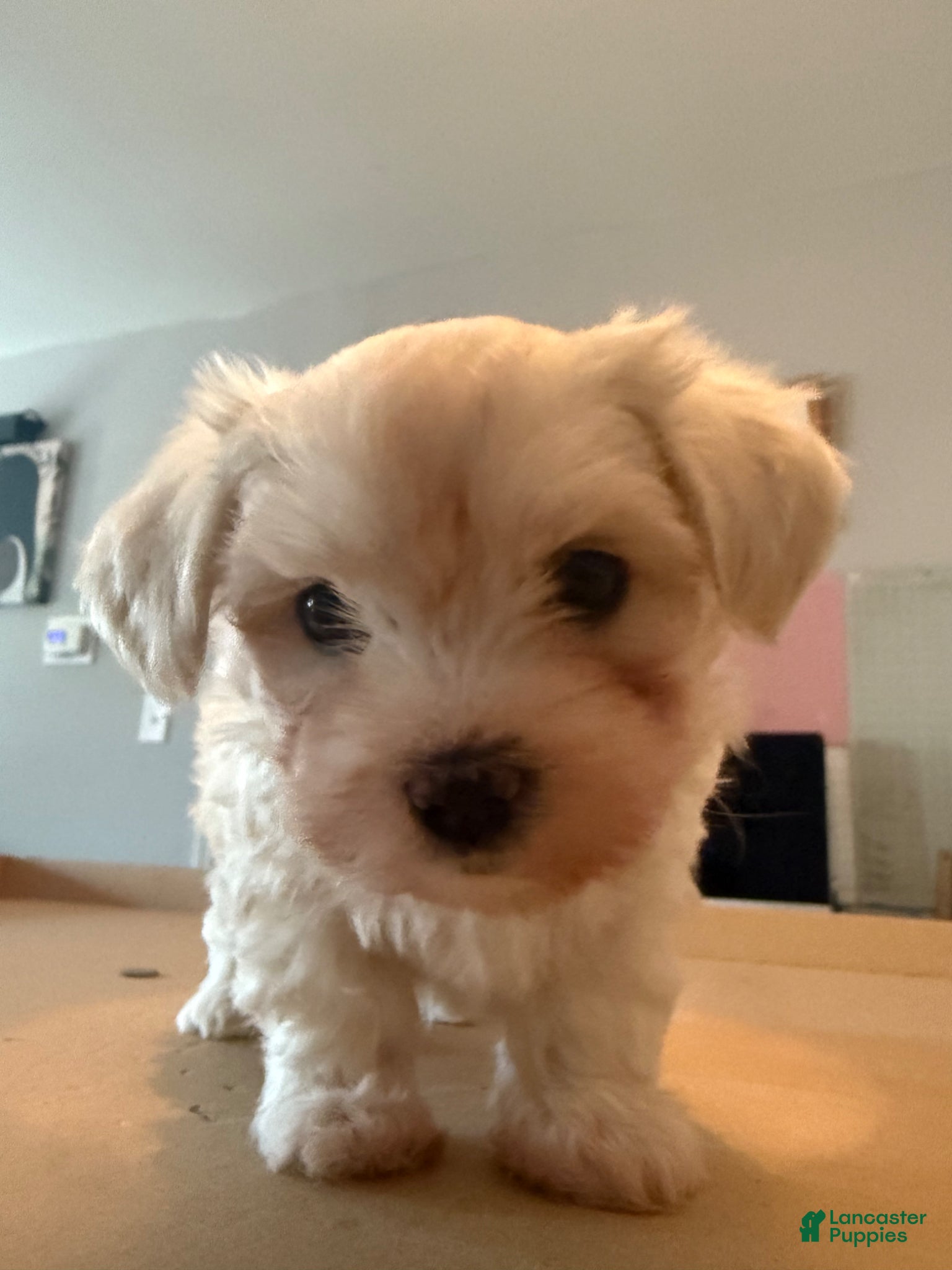 Maltese dogs Maltese Puppy 1 - Ad 40