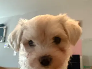 Maltese dogs Maltese Puppy 1 - Ad 34