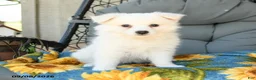 American Eskimo dogs for sale: Faye - Ad 3