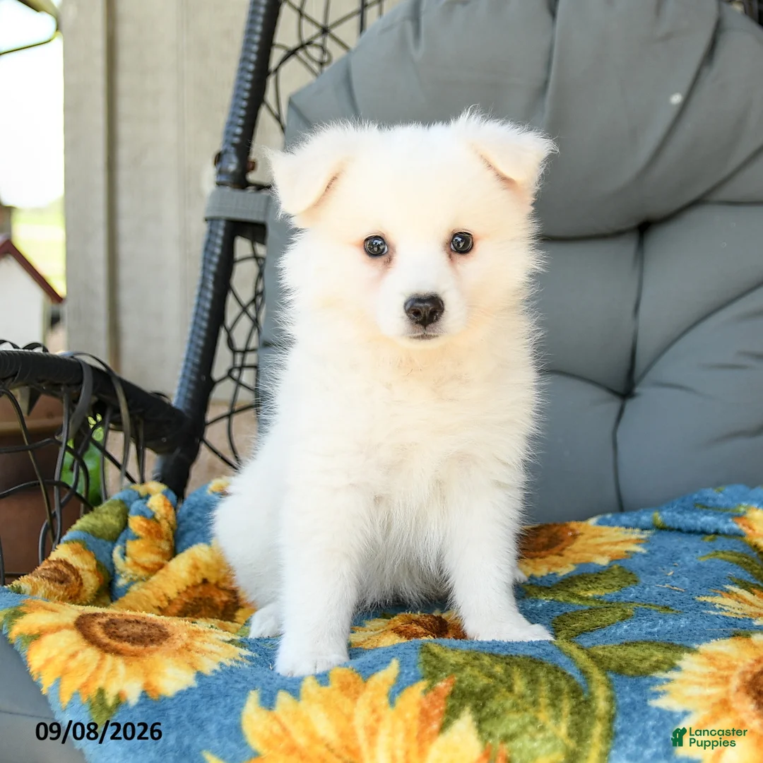American Eskimo dogs for sale: Faye - Ad 1