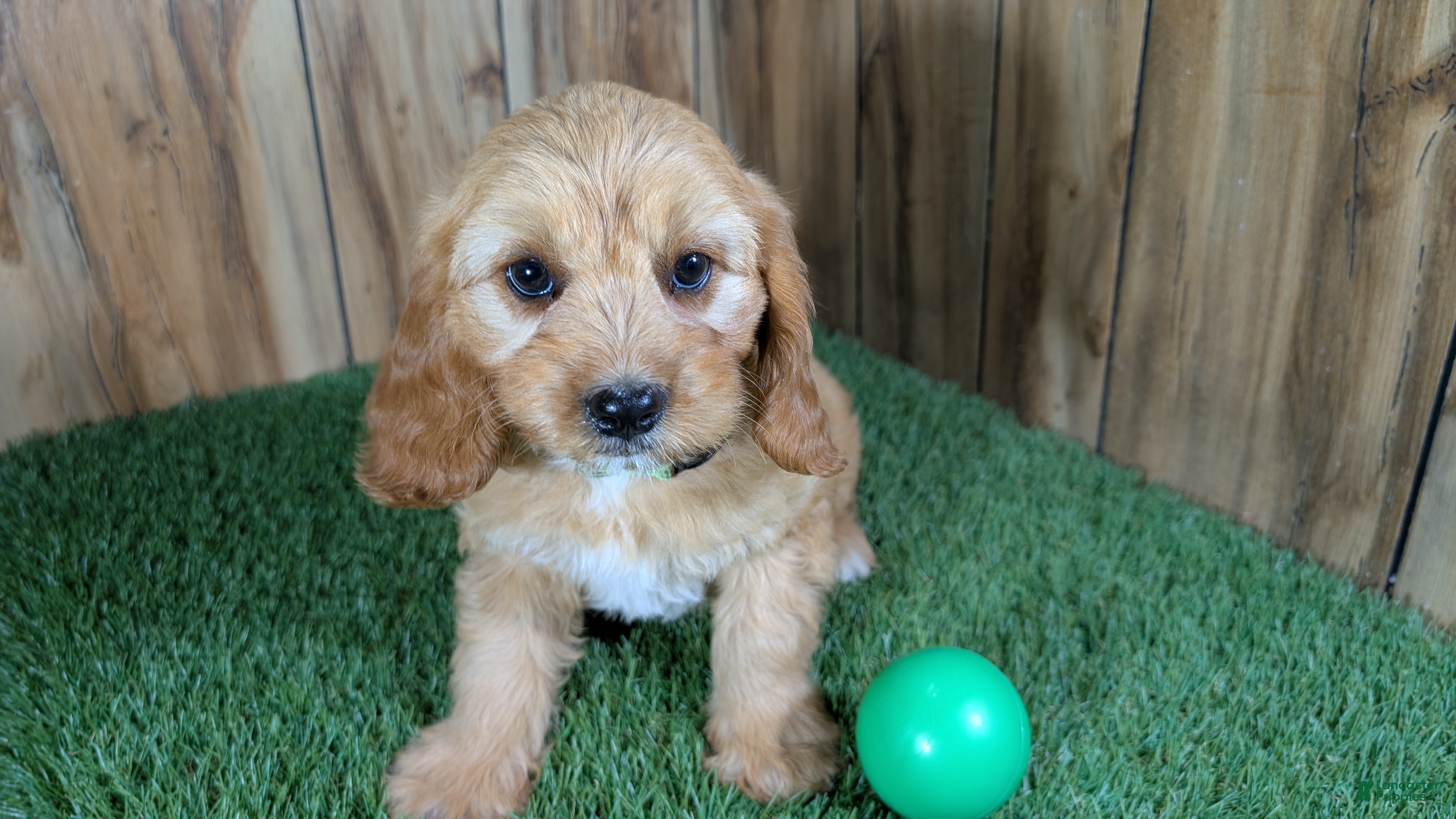 Cavapoo dogs Jazzy Boy 2 - Ad 2