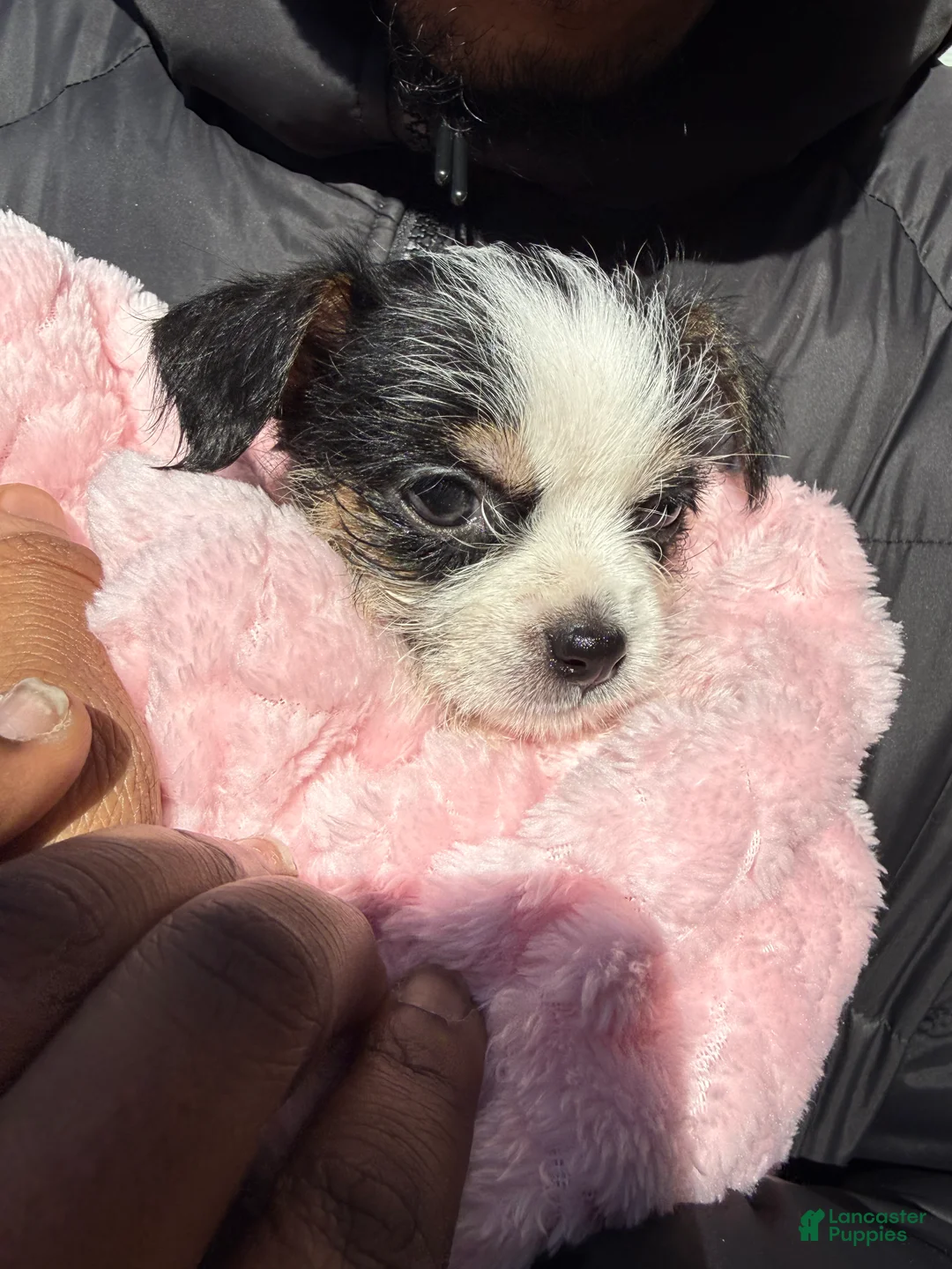 Mixed Breed dogs for sale: Mixed Breed Puppy 1 - Ad 5