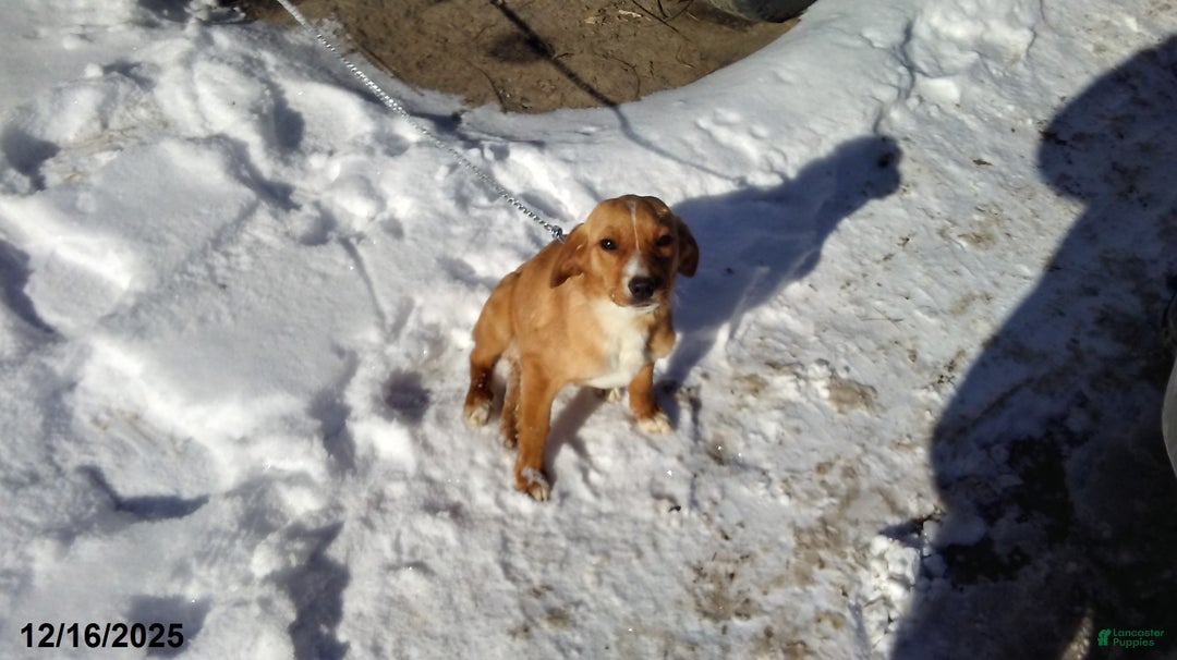 Mixed Breed dogs for sale:  Sheila - Ad 7