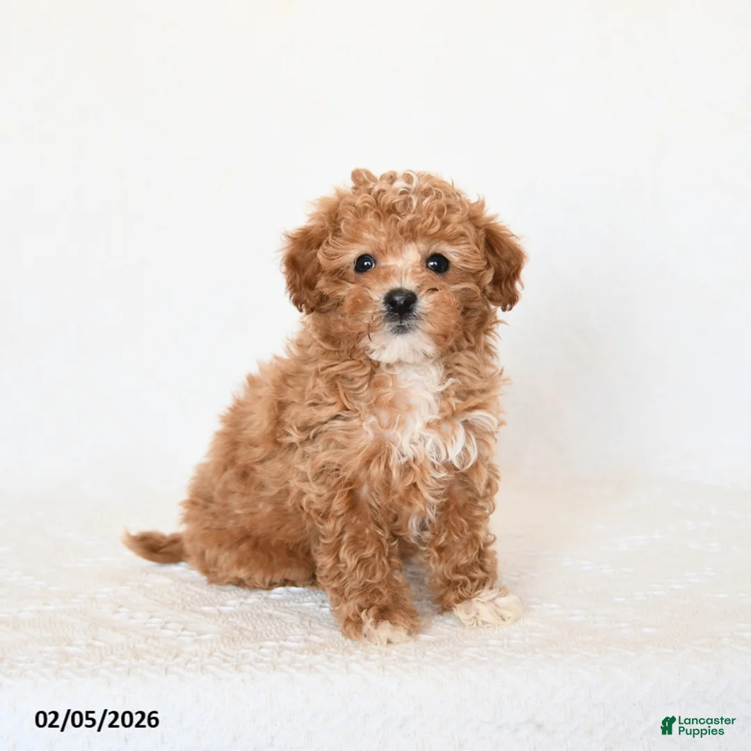 Miniature Poodle dogs for sale: Hero - Ad 2